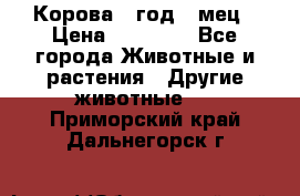 Корова 1 год 4 мец › Цена ­ 27 000 - Все города Животные и растения » Другие животные   . Приморский край,Дальнегорск г.